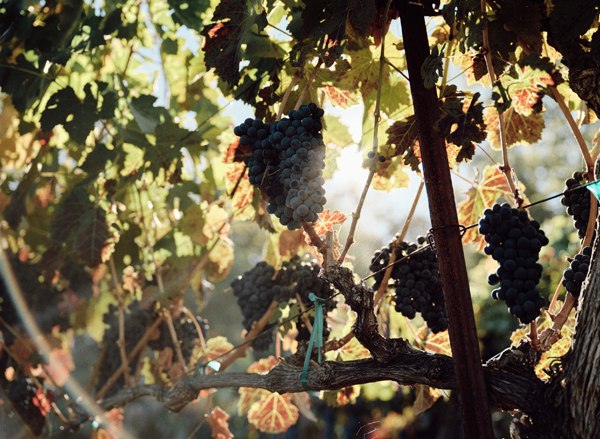 Enkidu Wines